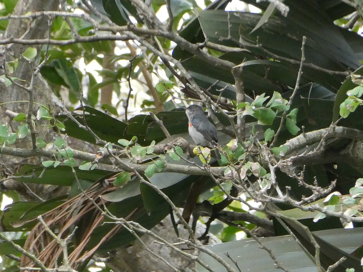 Mouse-colored Sunbird - ML643585469