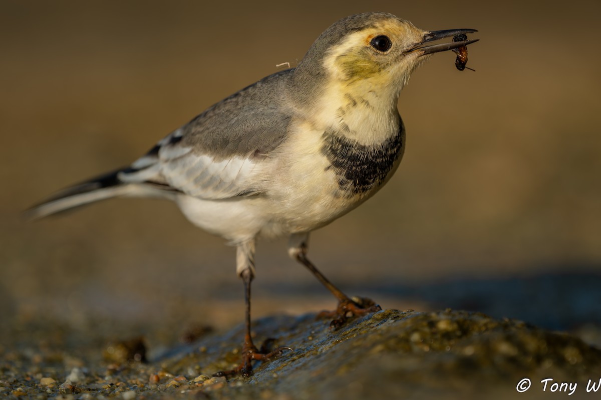 White Wagtail (Chinese) - ML643585473