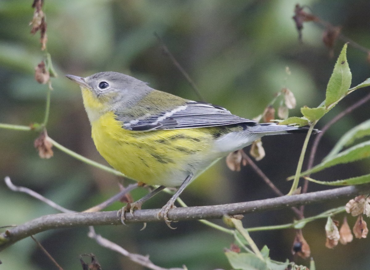 Magnolia Warbler - ML643585476