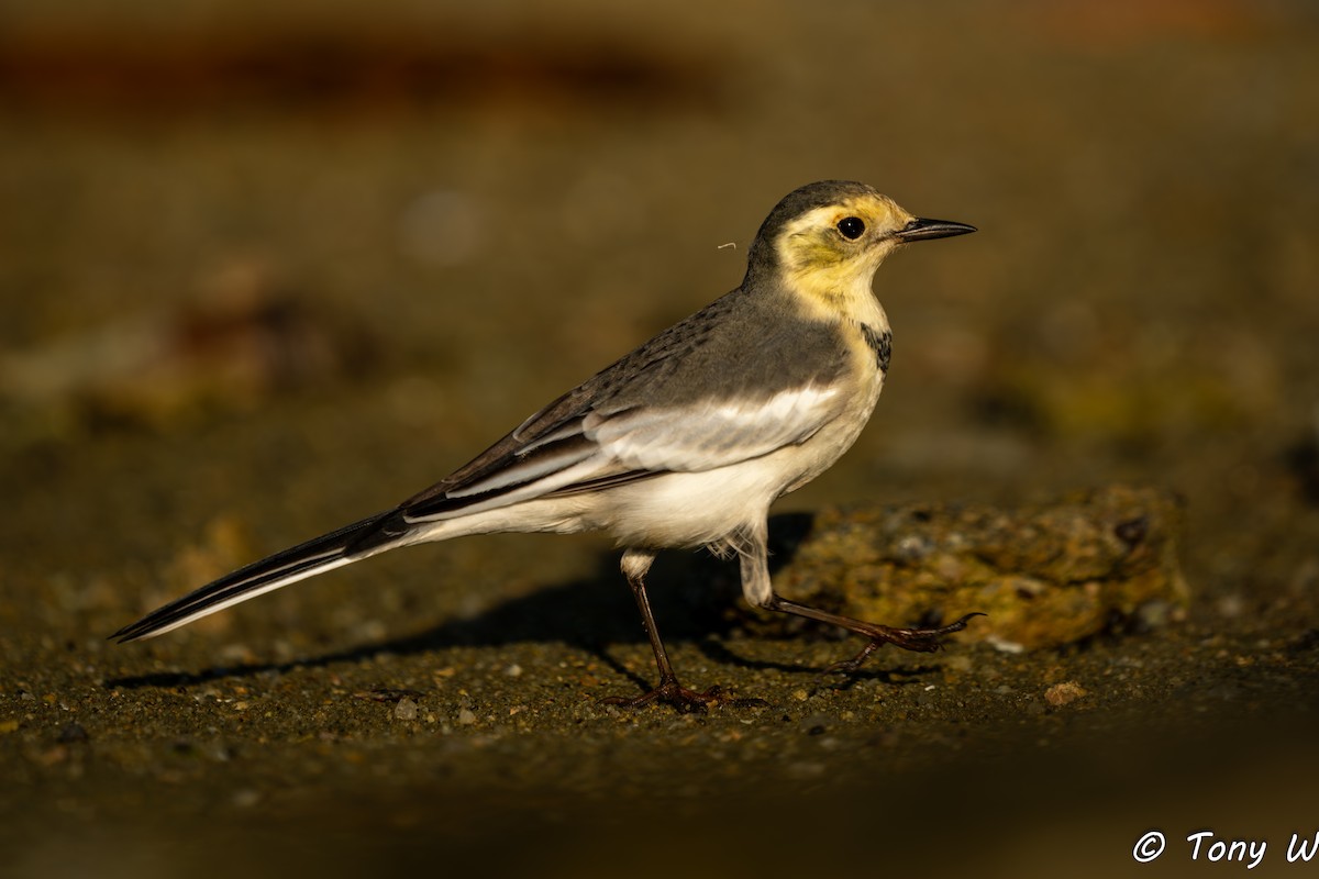 White Wagtail (Chinese) - ML643585478