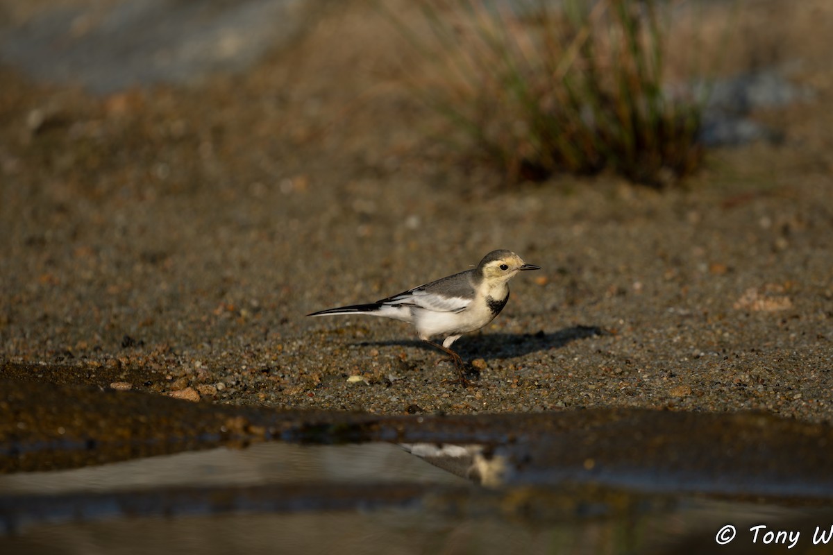 White Wagtail (Chinese) - ML643585484