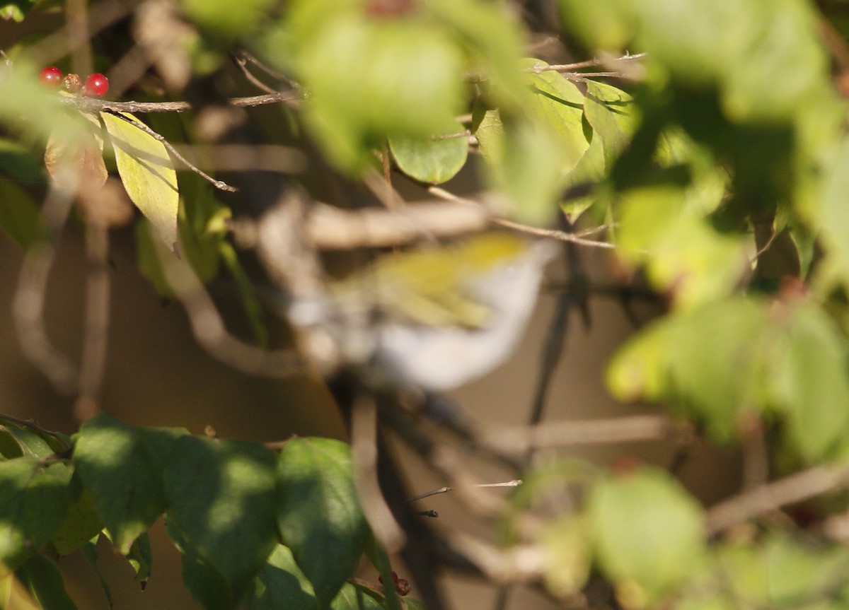 Chestnut-sided Warbler - ML643585491