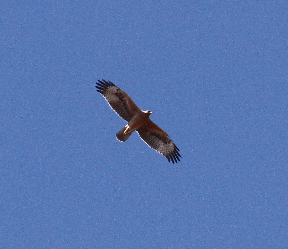 Bonelli arranoa - ML643585493