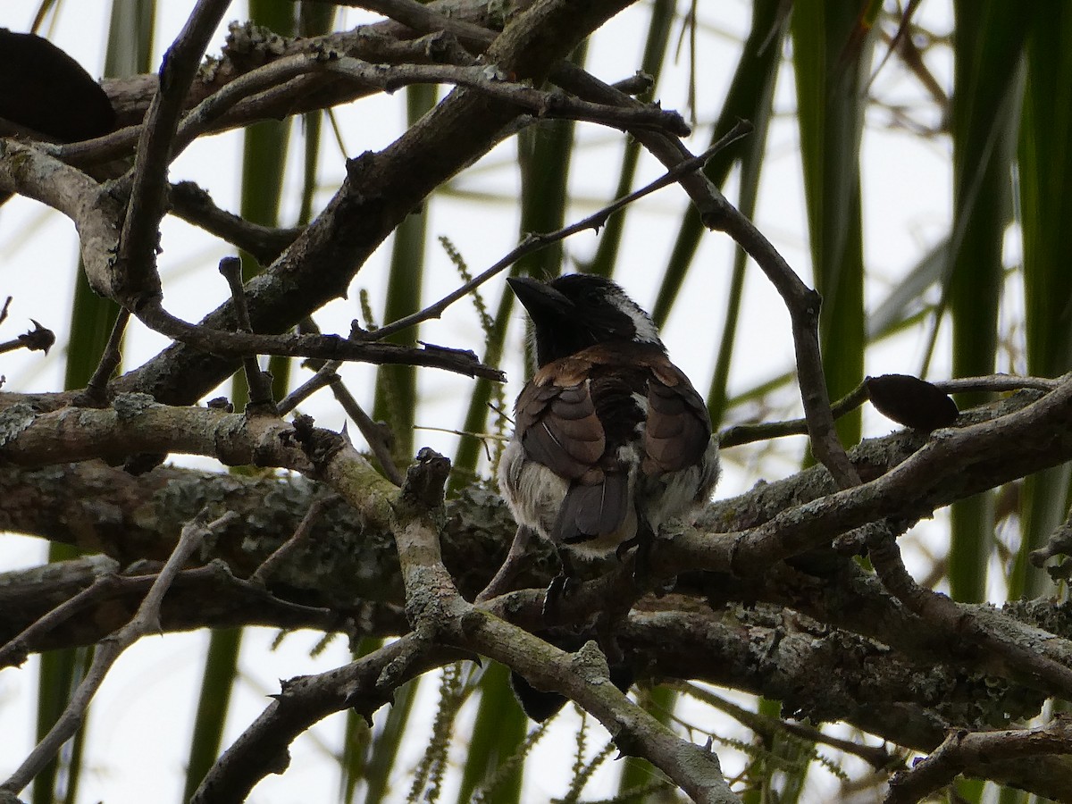 Белоухая либия - ML643585503