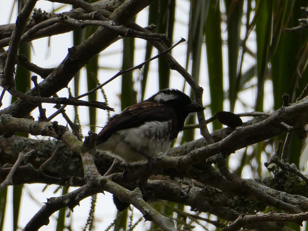 Белоухая либия - ML643585504