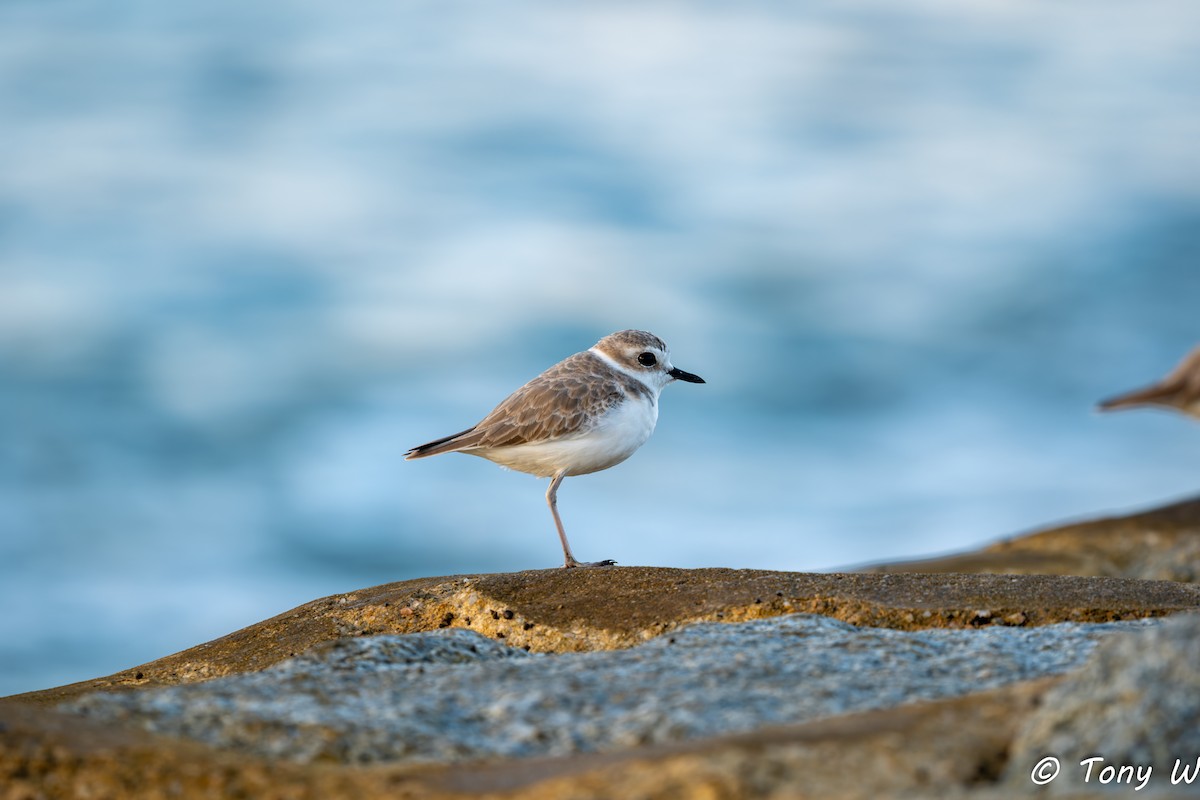 White-faced Plover - ML643585505