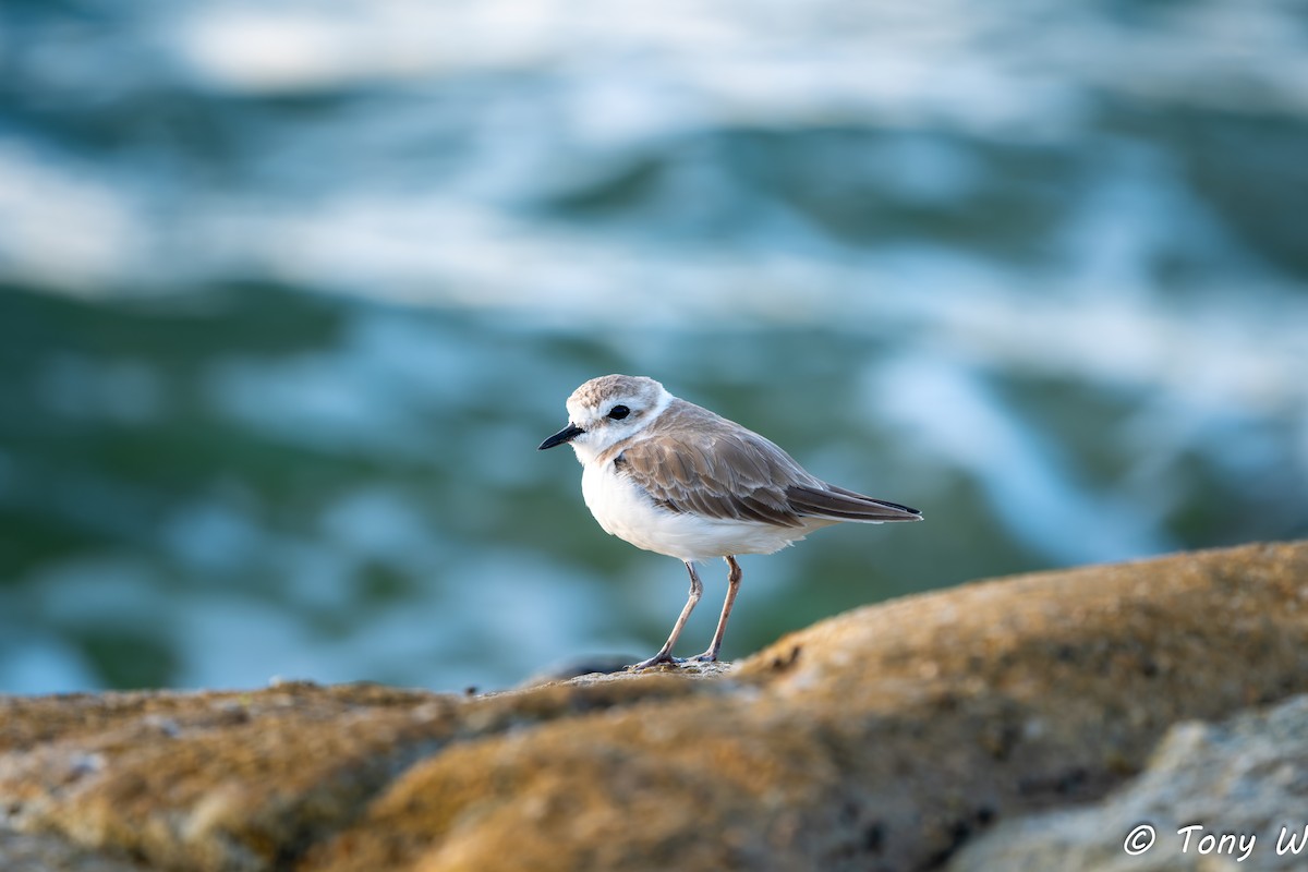 White-faced Plover - ML643585511