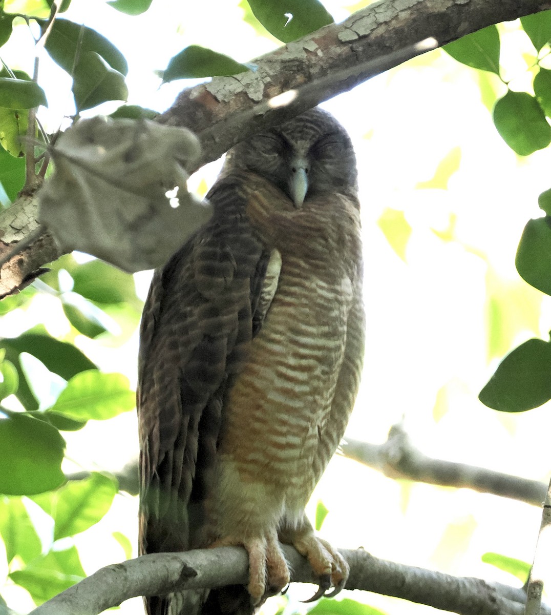 Kızıl Bubuk - ML643585527