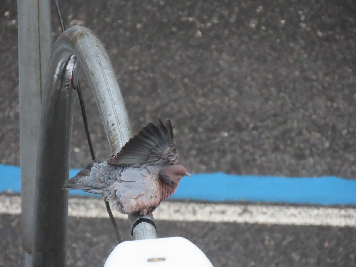 Picazuro Pigeon - ML643585535
