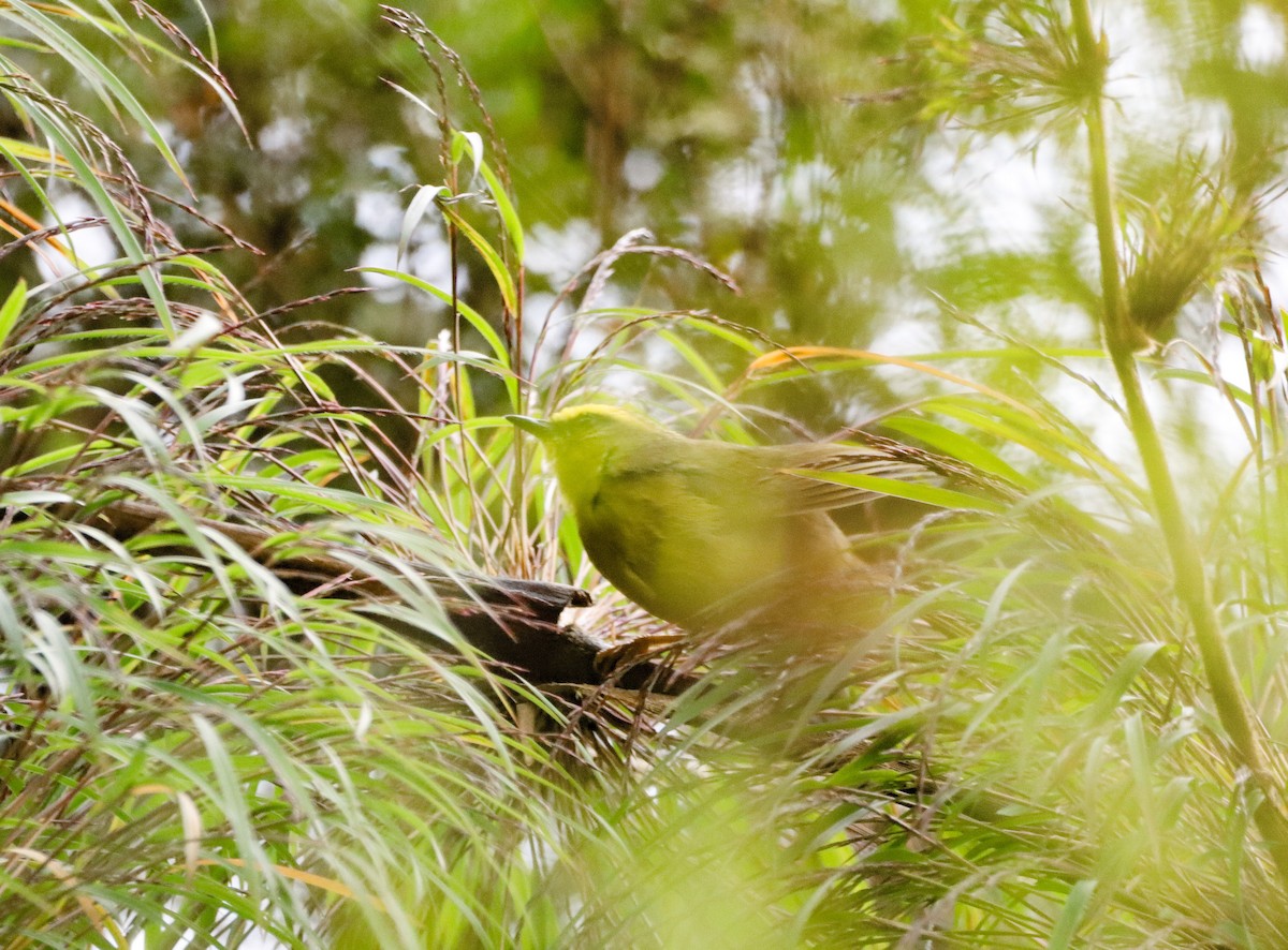 Citrine Warbler - ML643585537