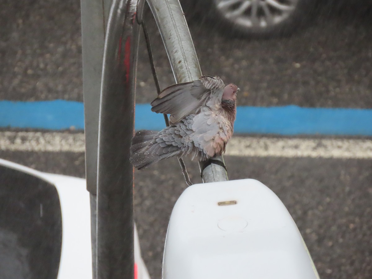 Picazuro Pigeon - ML643585547
