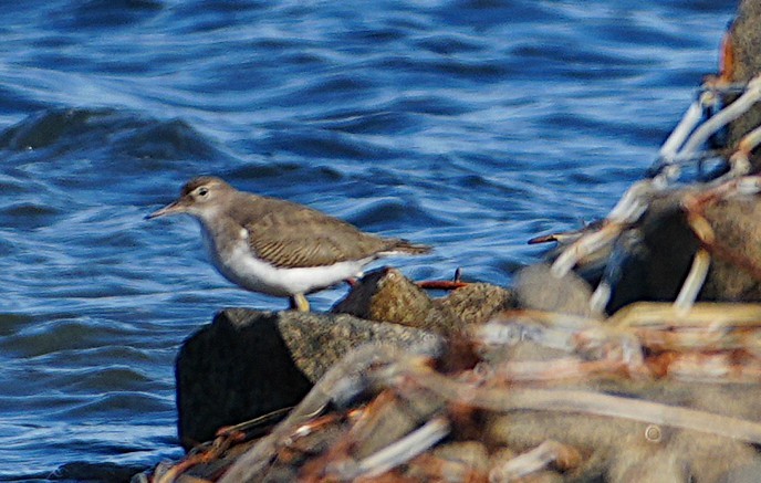 Spotted Sandpiper - ML643585548