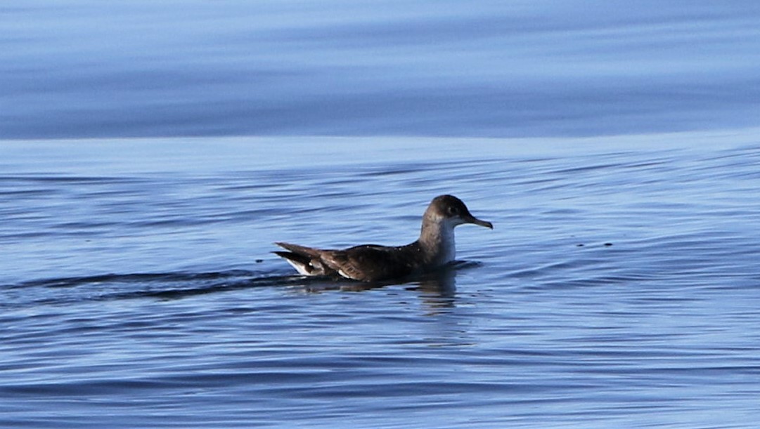 Fluttering Shearwater - ML643585553