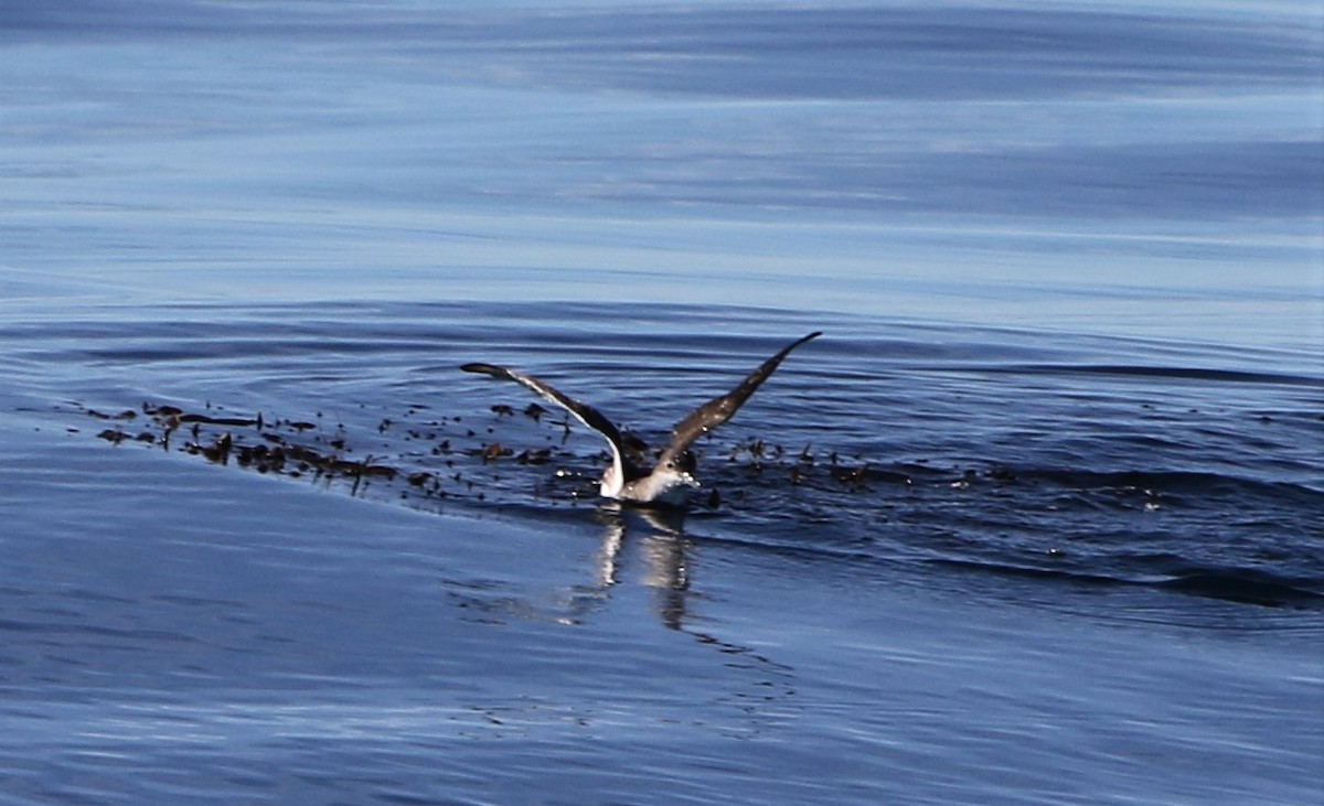 Fluttering Shearwater - ML643585555