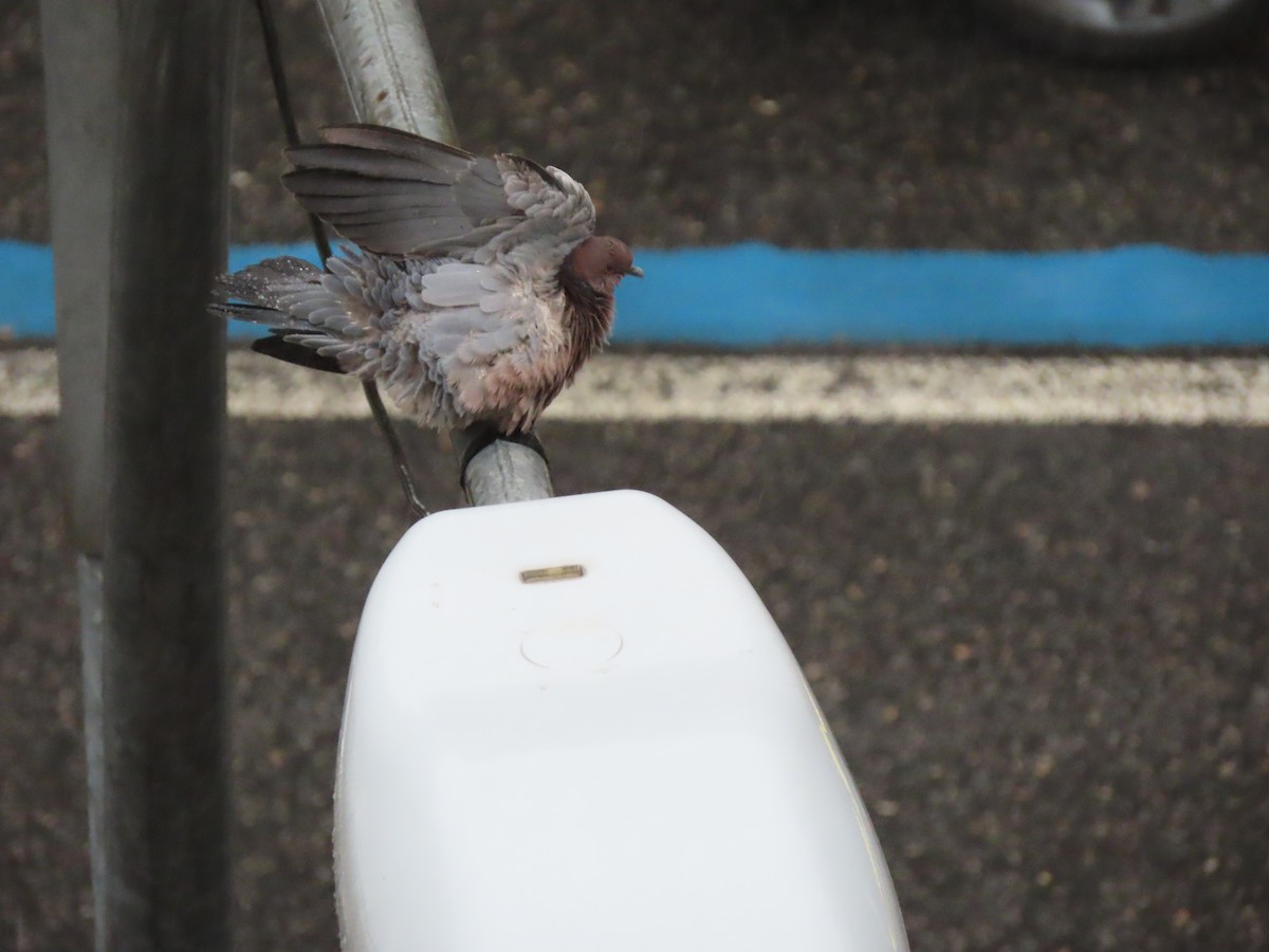 Picazuro Pigeon - ML643585562