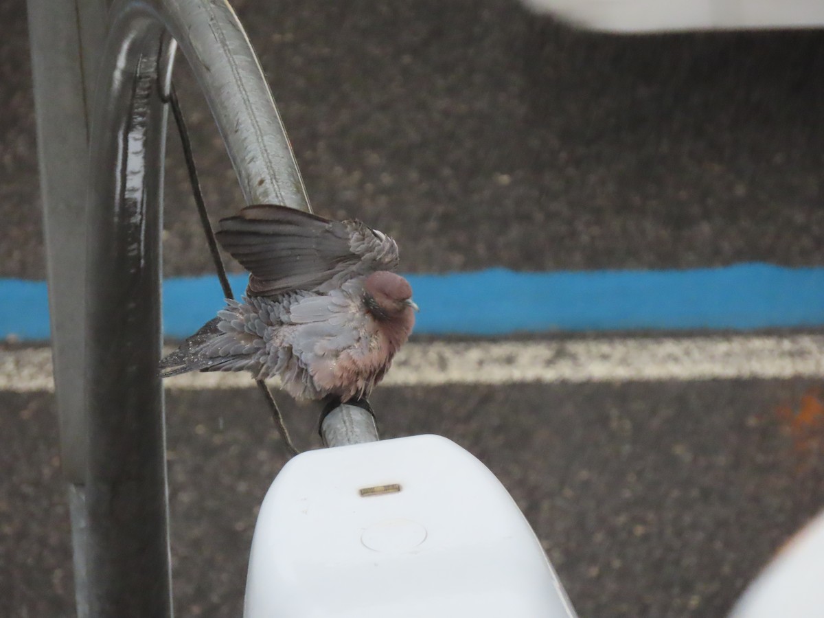 Picazuro Pigeon - ML643585574