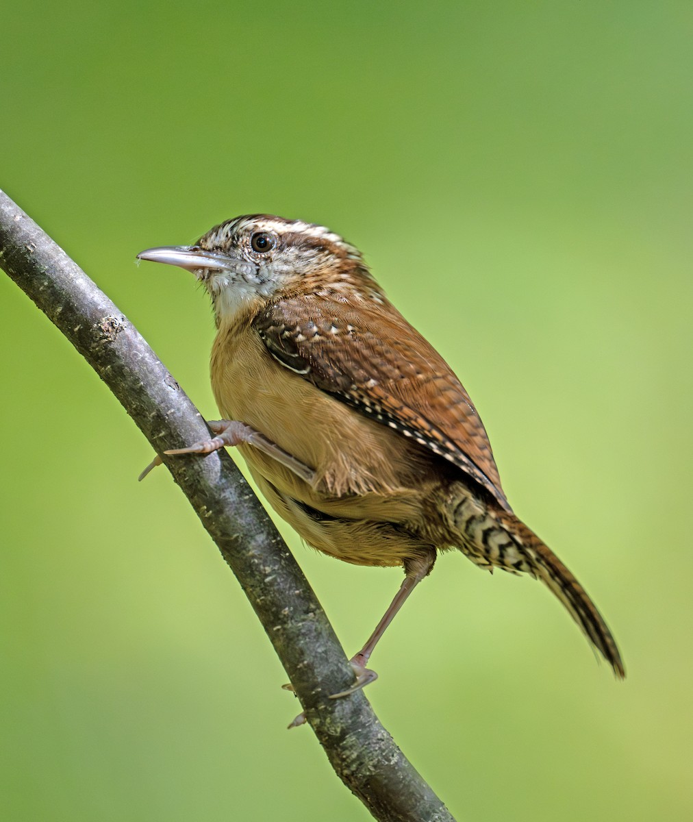 Carolina Wren - ML643585581