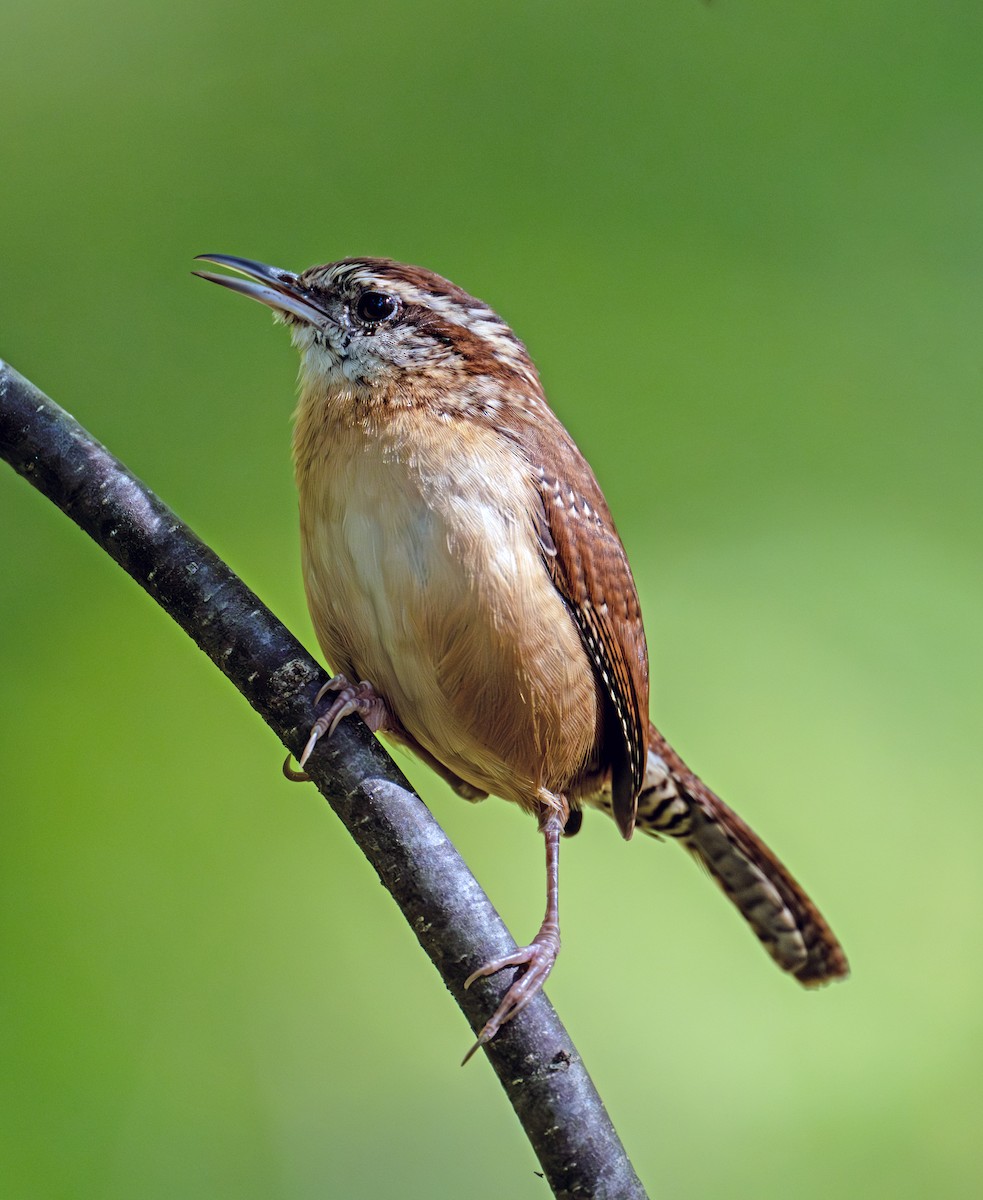 Carolina Wren - ML643585582