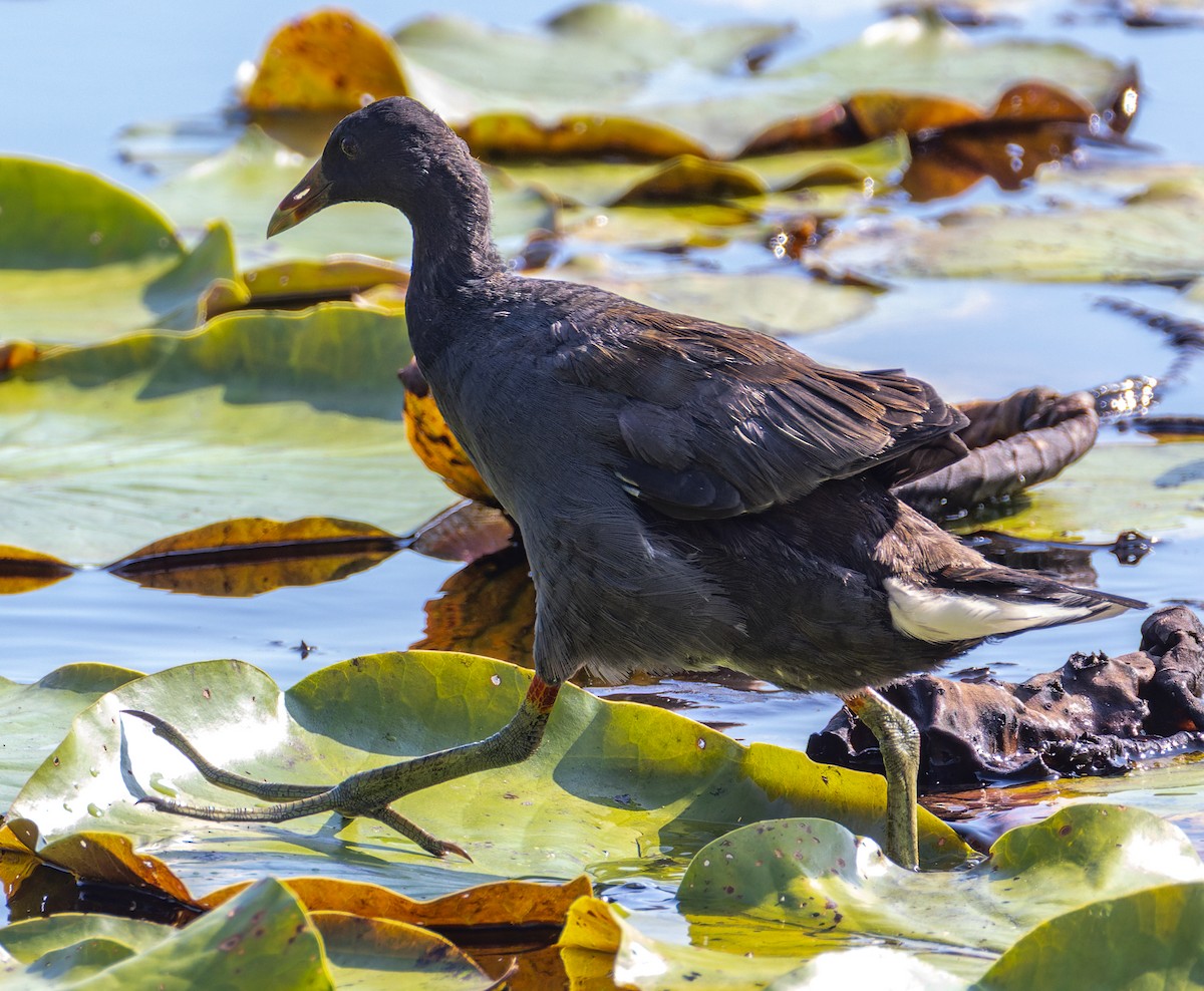 Common Gallinule - ML643585585