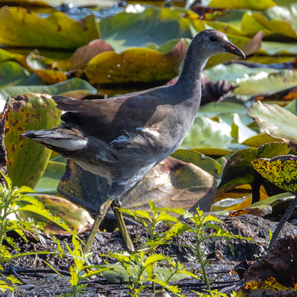Common Gallinule - ML643585586