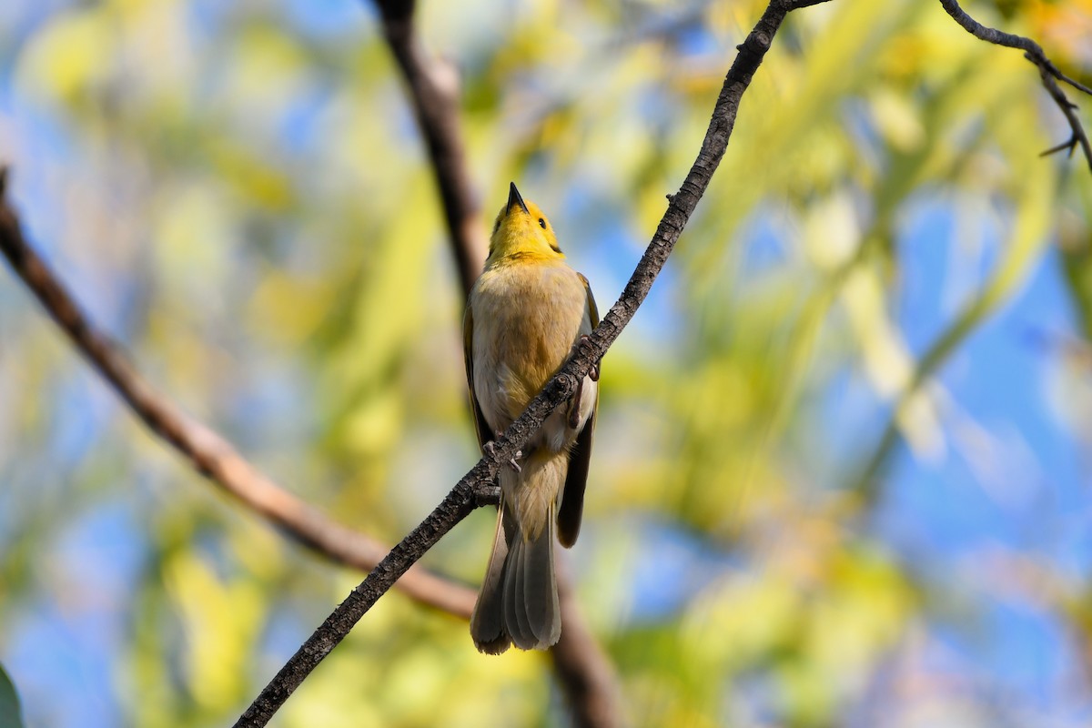 Yellow-tinted Honeyeater - ML643585606