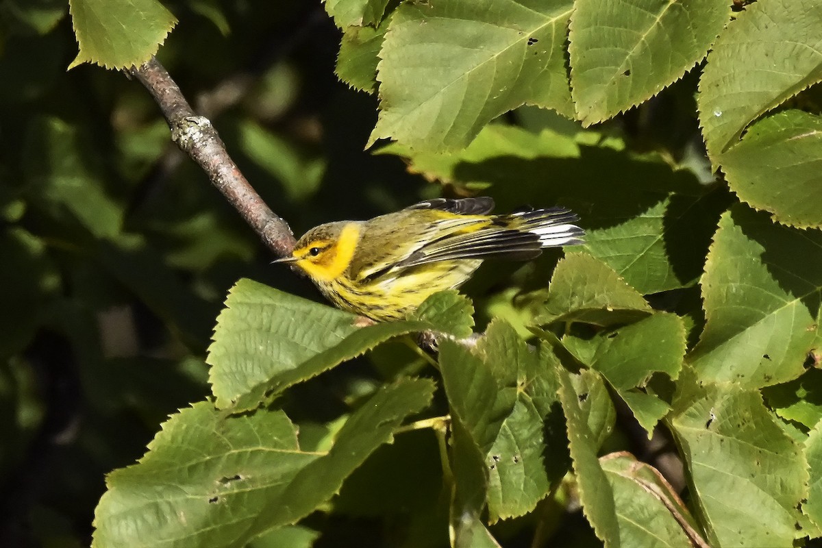 Tigerwaldsänger - ML643585608