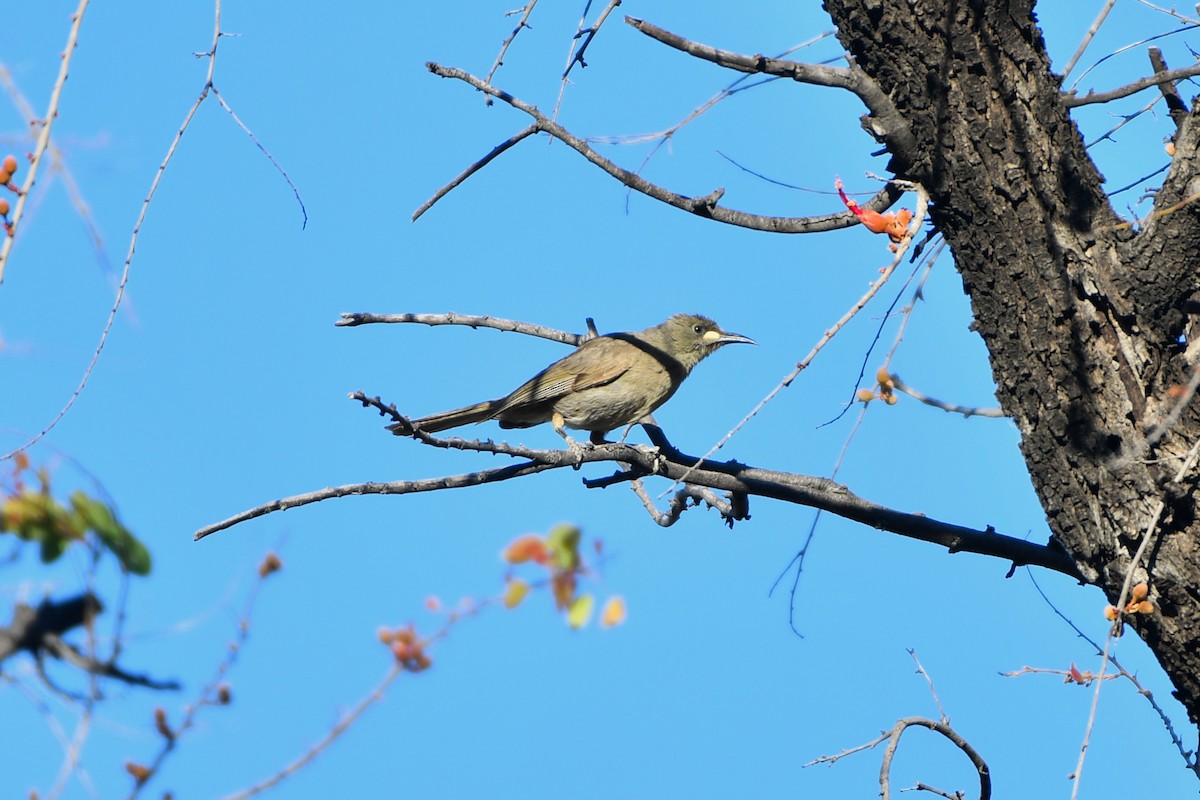 クチシロミツスイ - ML643585609