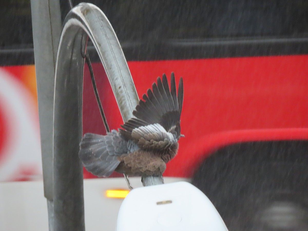 Picazuro Pigeon - ML643585621