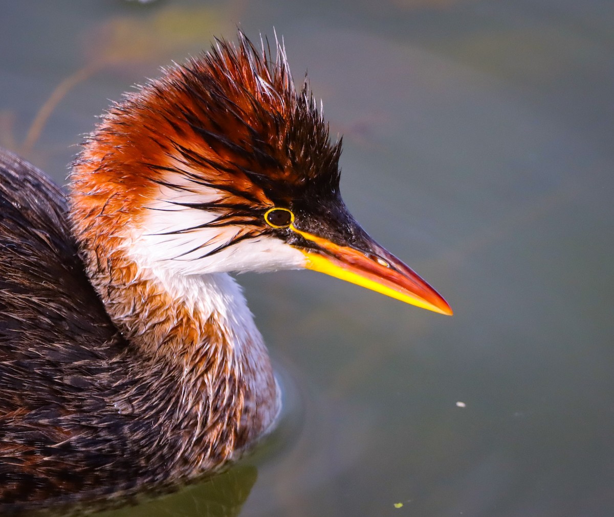 Titicaca Grebe - ML643585634
