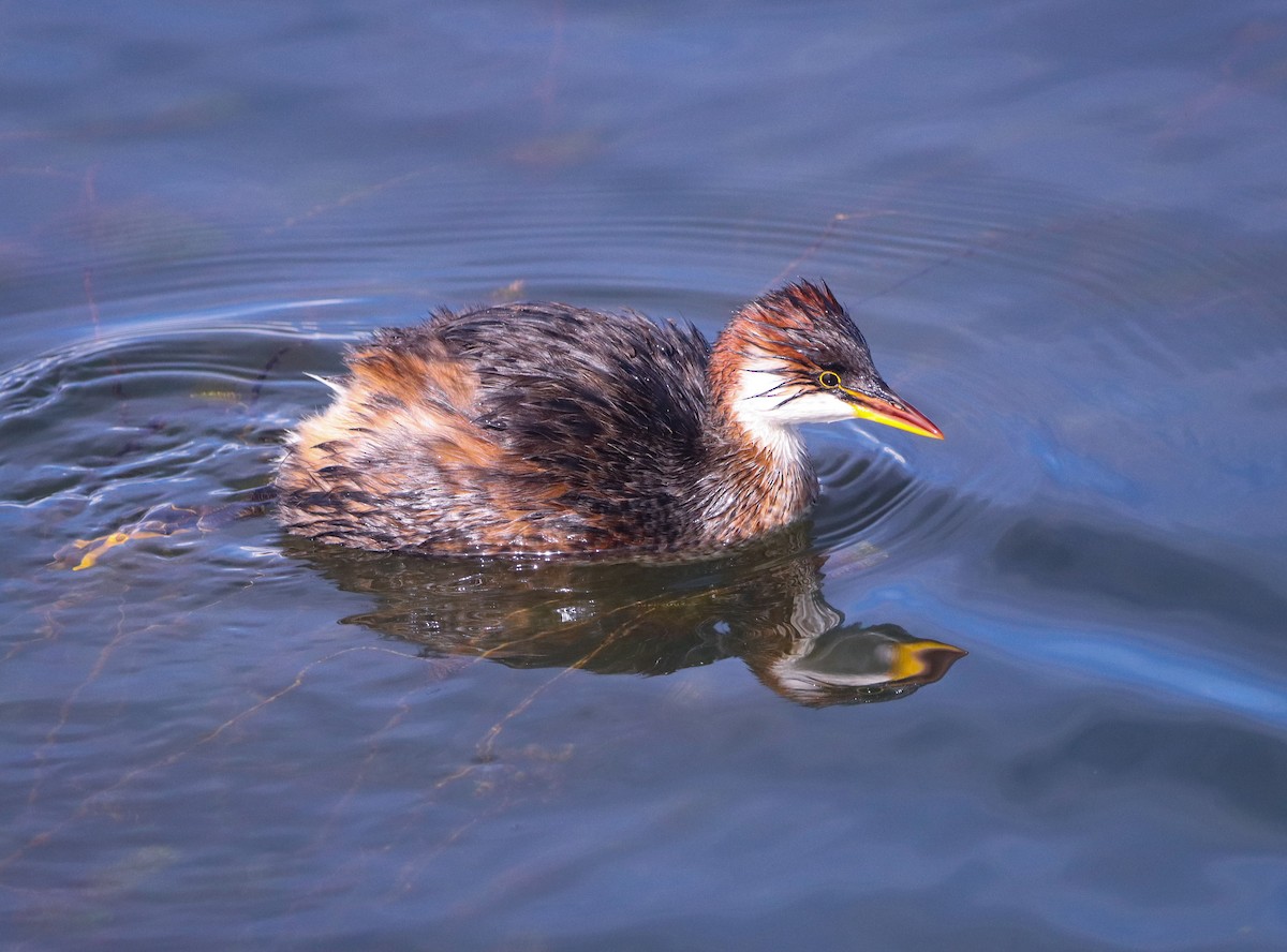 Titicaca Grebe - ML643585635