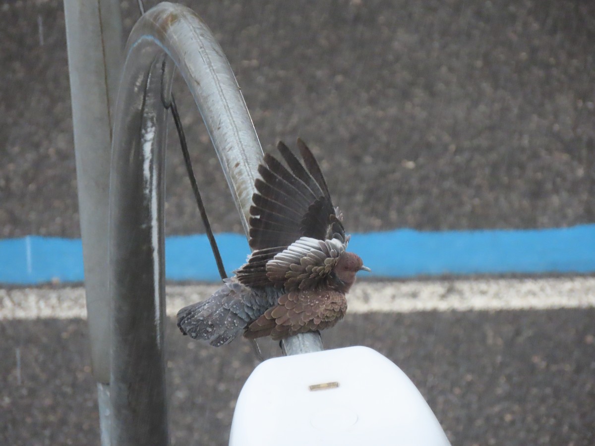 Picazuro Pigeon - ML643585639