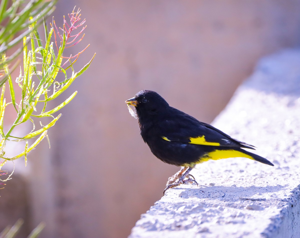 Black Siskin - ML643585650