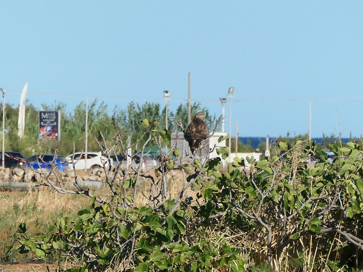 Poiana - ML643585651