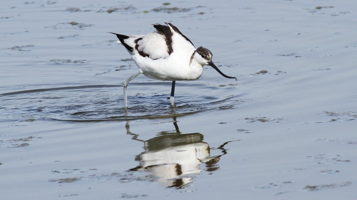 Pied Avocet - ML643585652