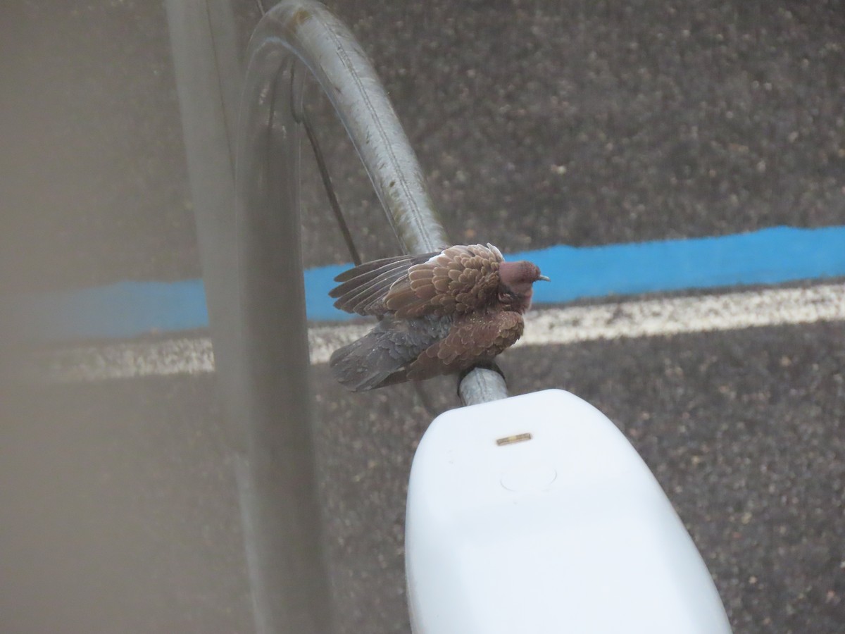 Picazuro Pigeon - ML643585653