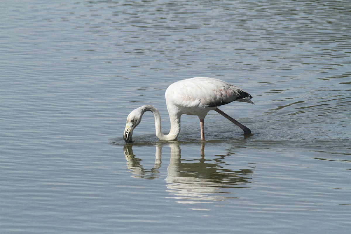 Greater Flamingo - ML643585659