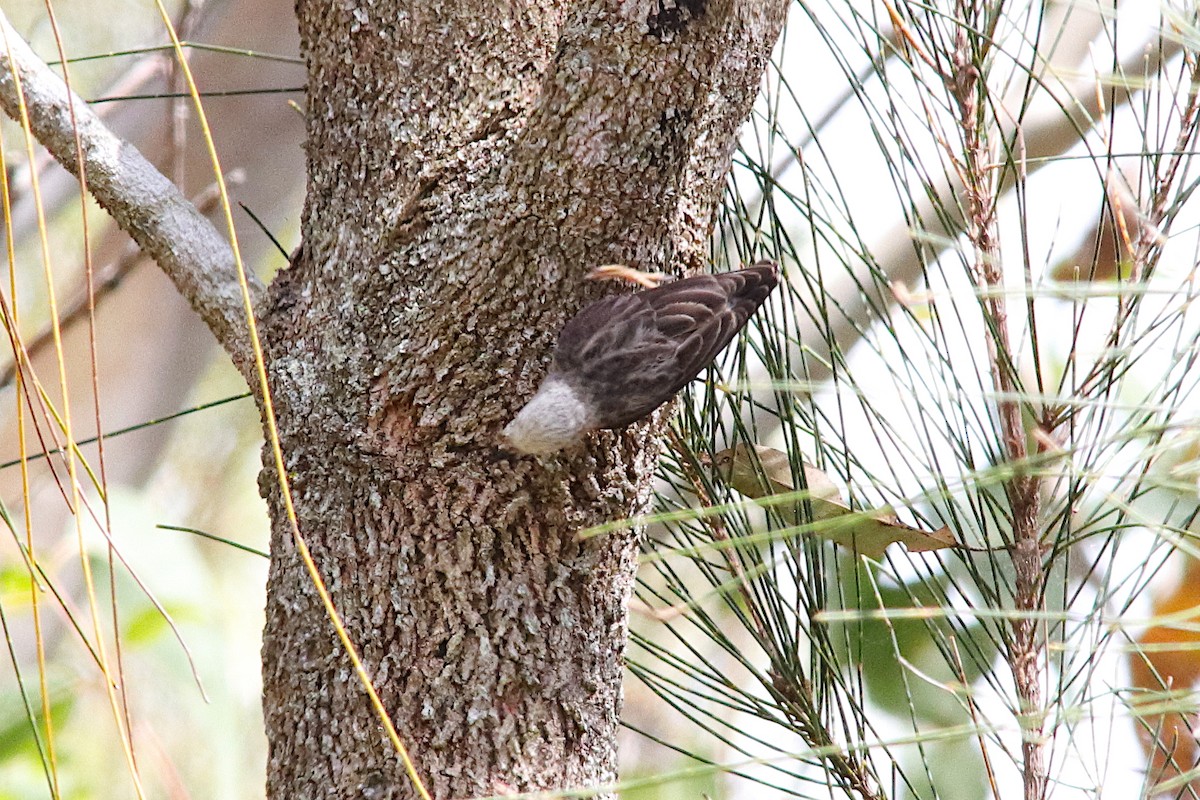 Varied Sittella - ML643585661