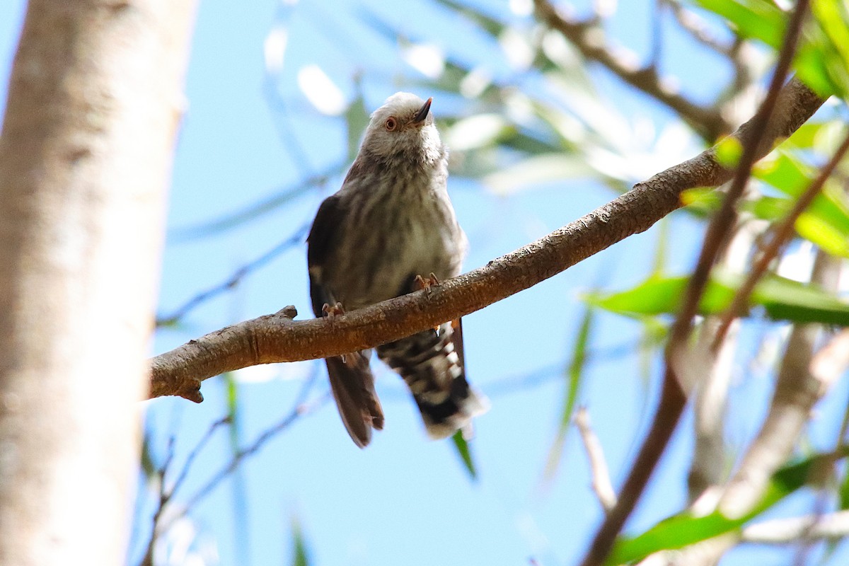 Varied Sittella - ML643585662