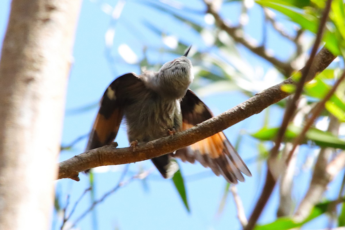 Varied Sittella - ML643585663