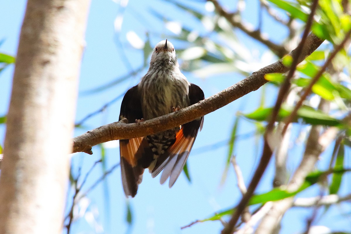 Varied Sittella - ML643585664