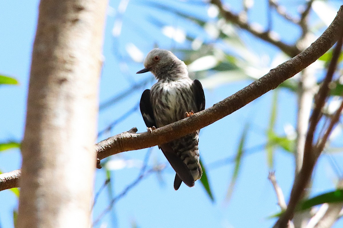 Varied Sittella - ML643585665