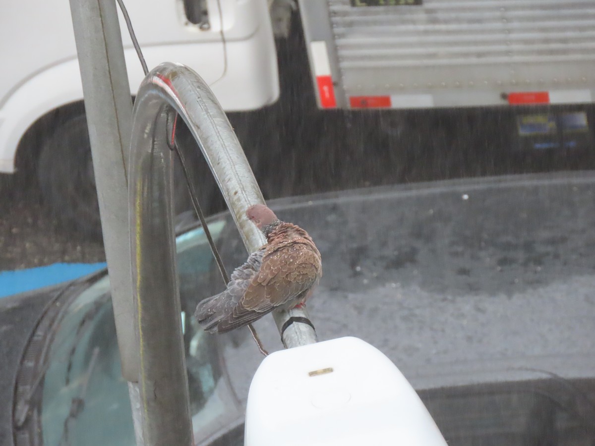 Picazuro Pigeon - ML643585682