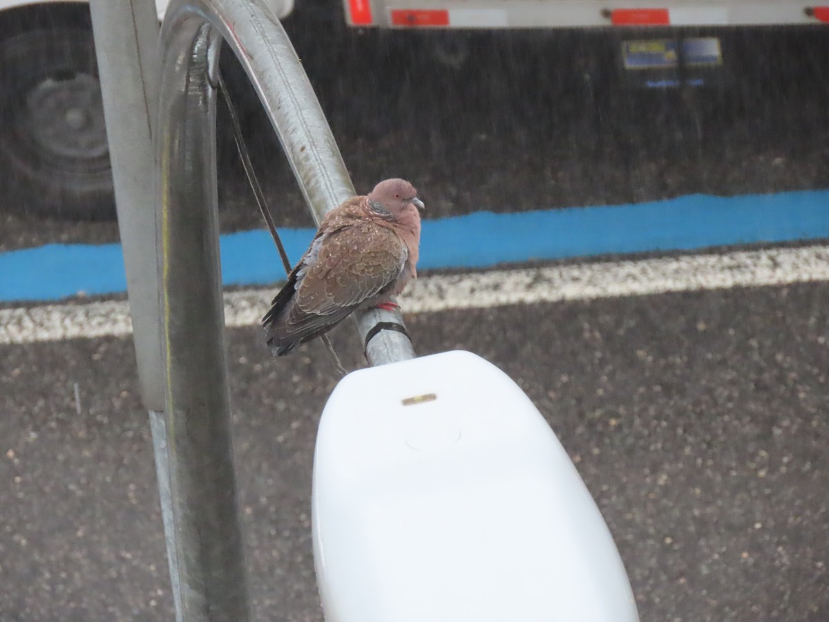 Picazuro Pigeon - ML643585690