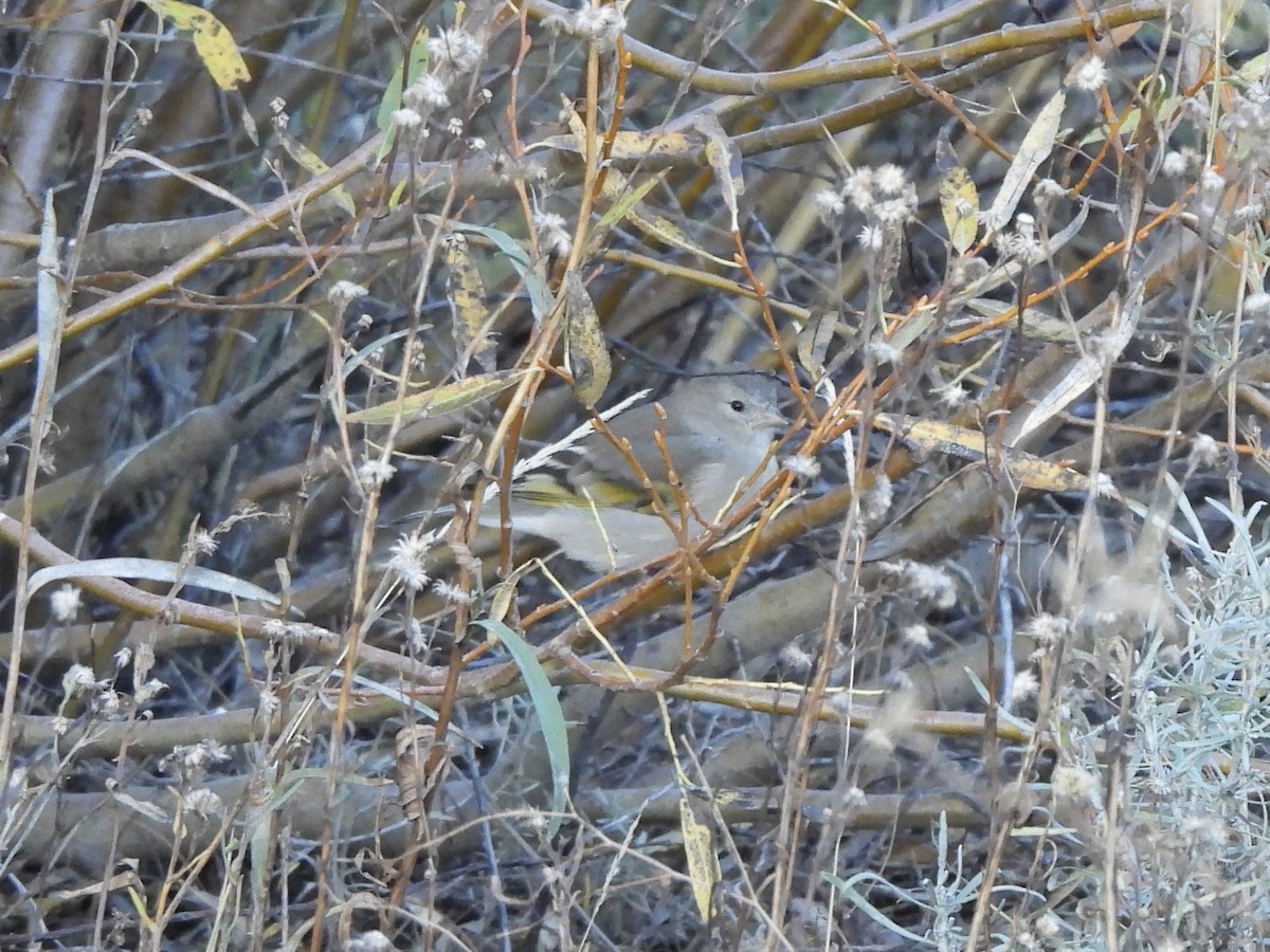 Lawrence's Goldfinch - ML643585695