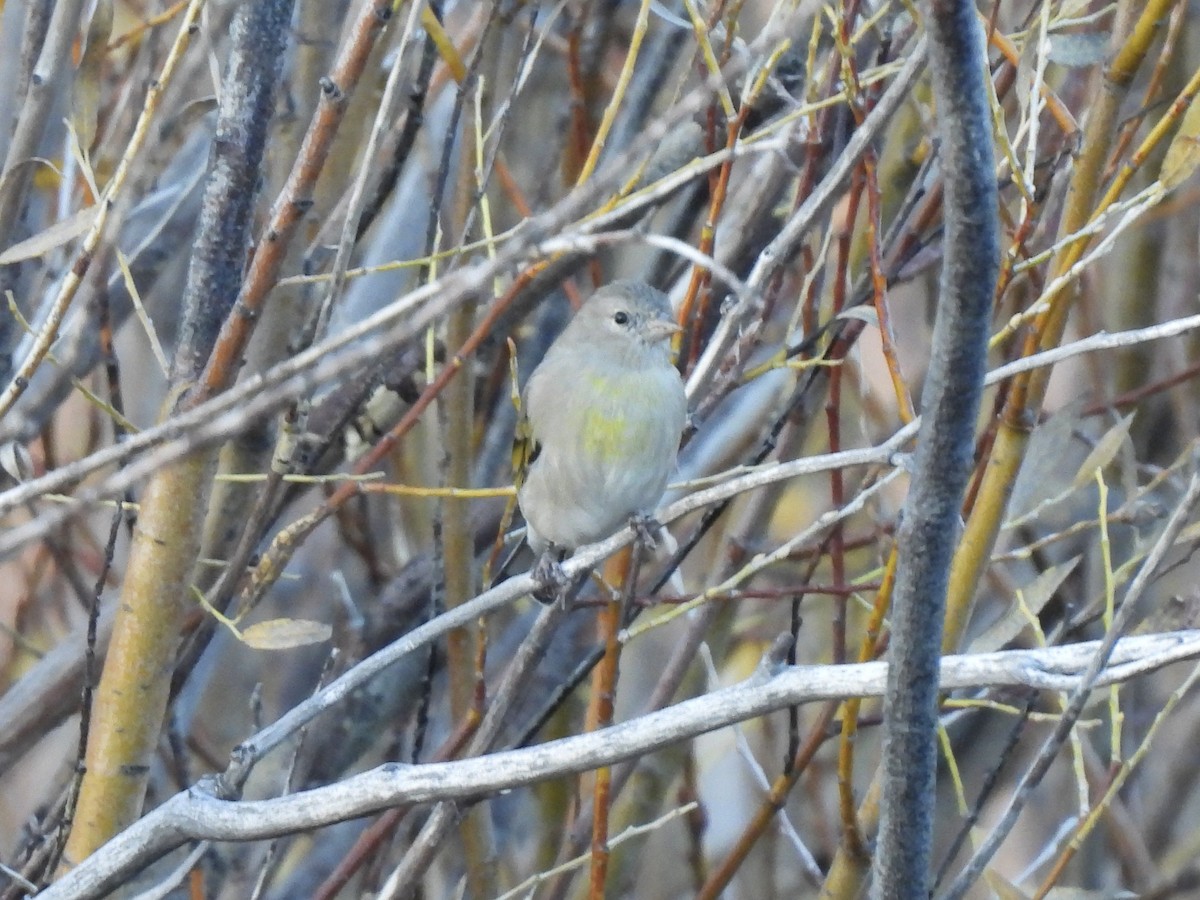 Lawrence's Goldfinch - ML643585696