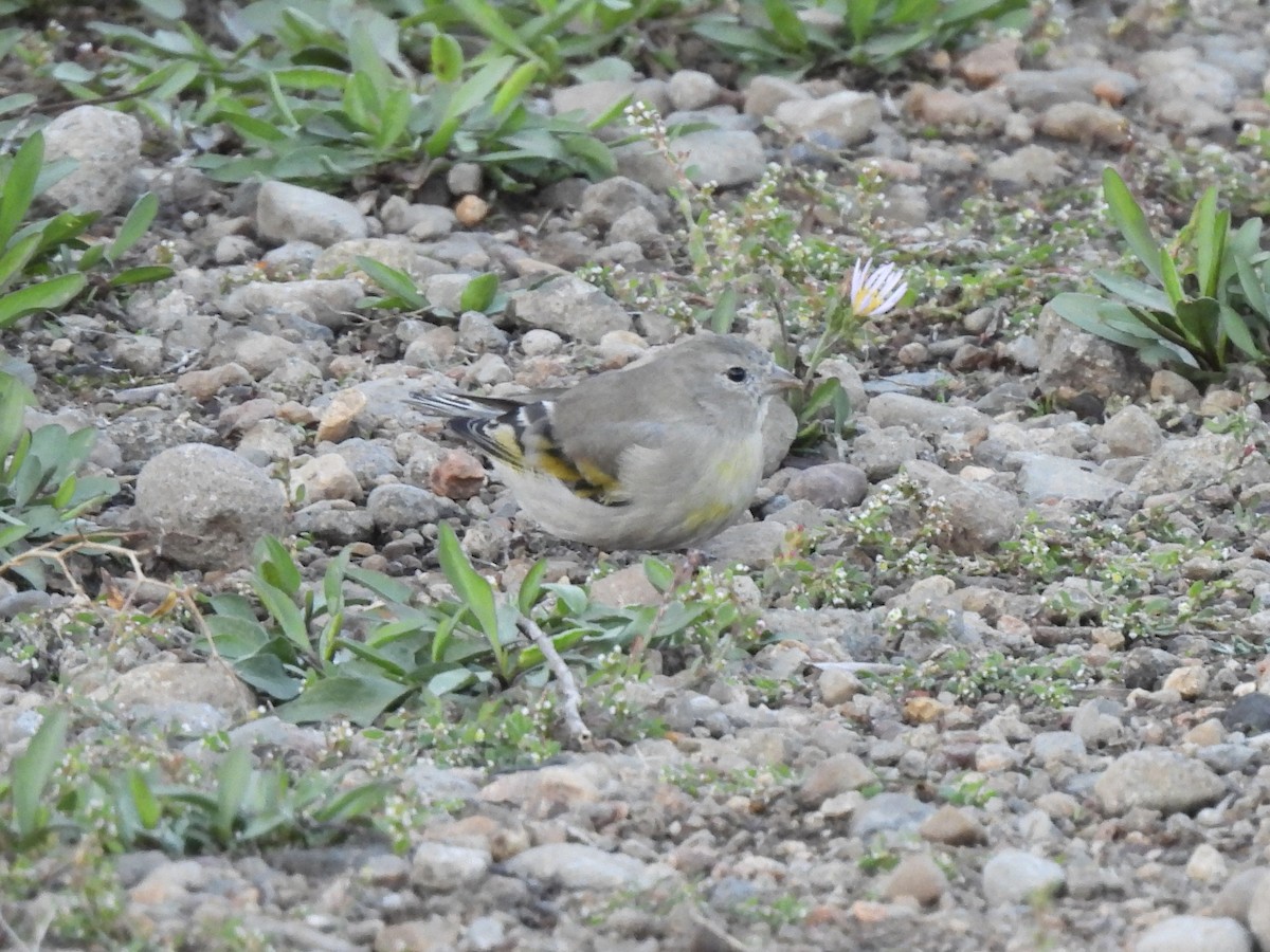 Lawrence's Goldfinch - ML643585697