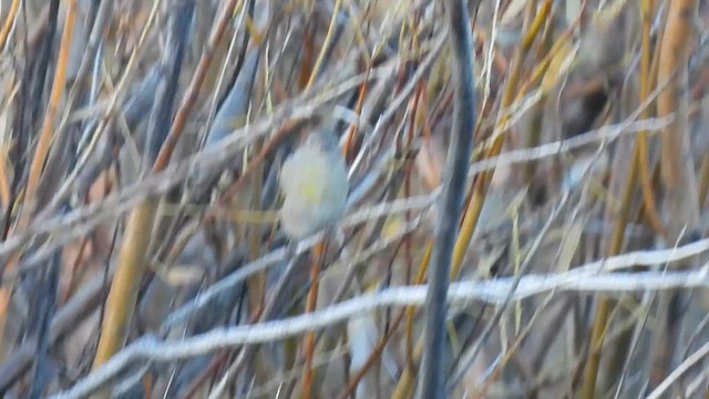 Lawrence's Goldfinch - ML643585698