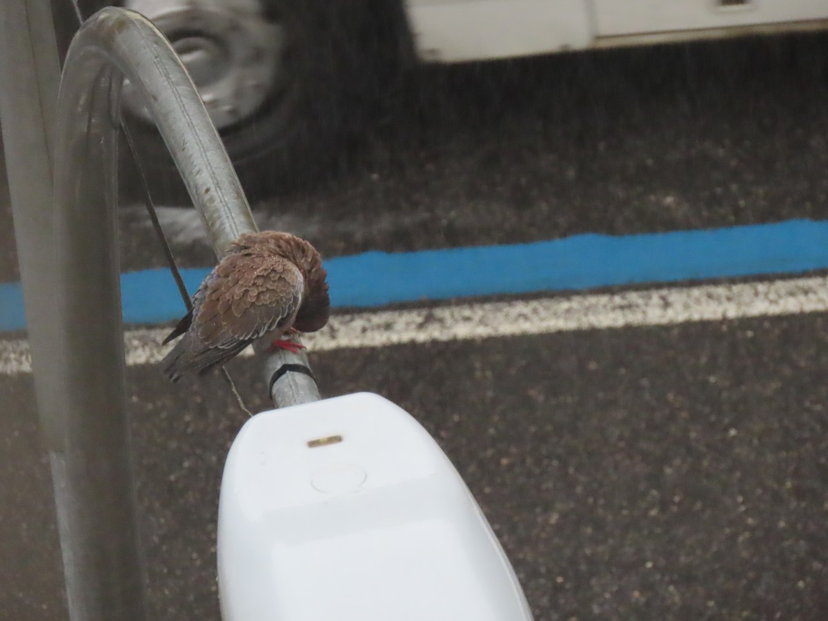 Picazuro Pigeon - ML643585700