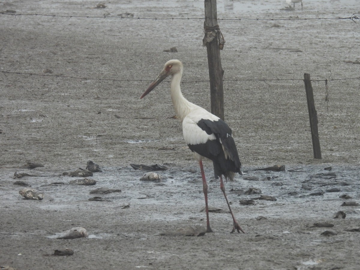 Maguari Stork - ML643585719