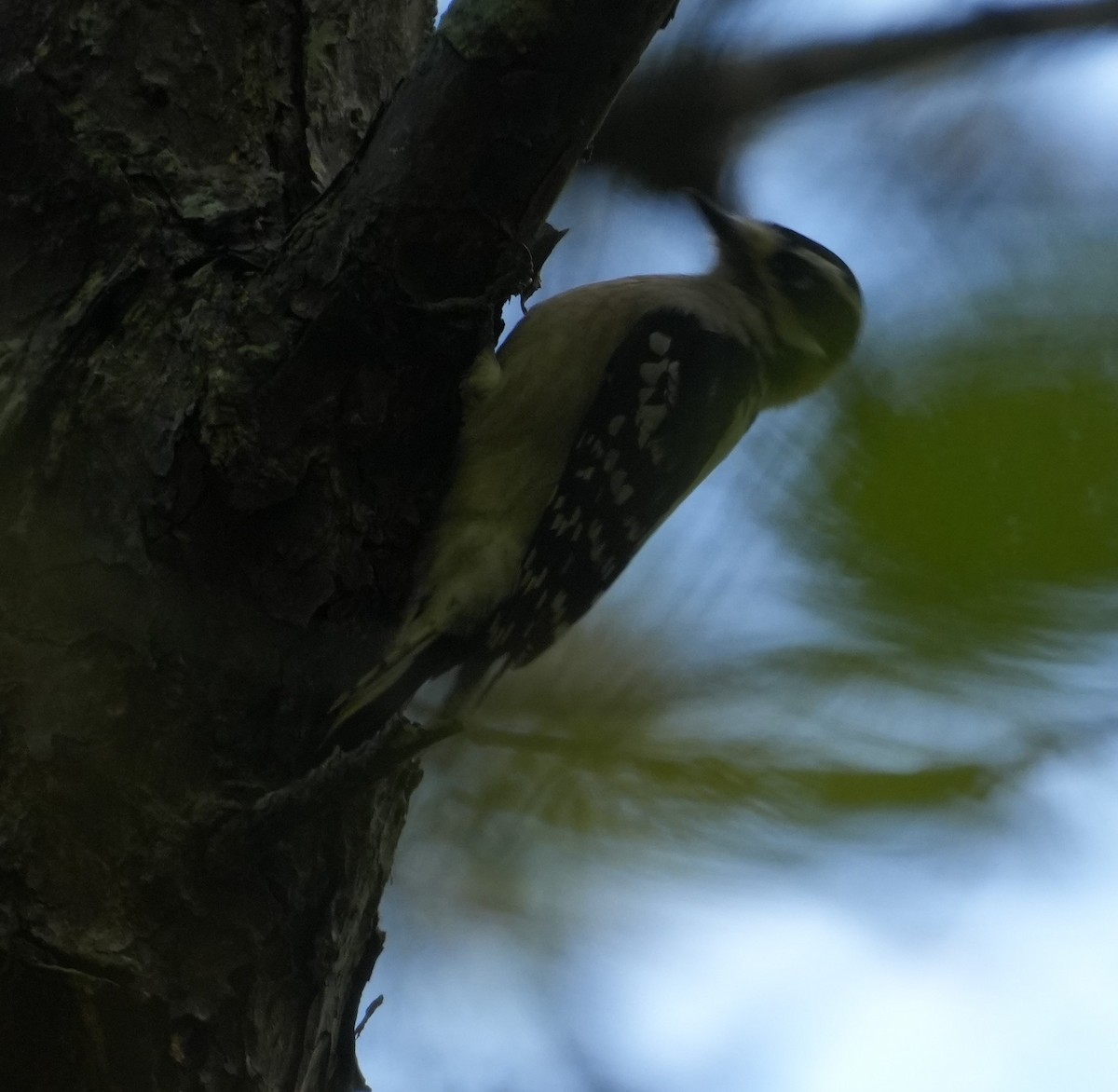 Downy Woodpecker - ML643585737